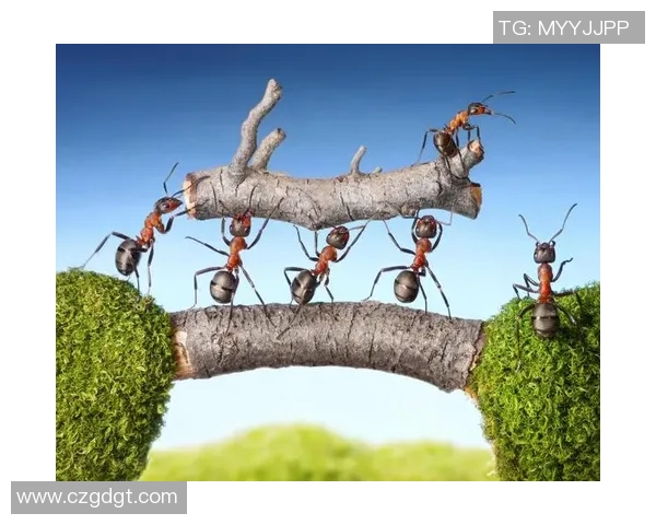 琼斯的传奇人生与奋斗历程揭示了成功背后的坚持与努力